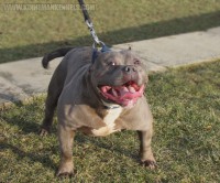/album/fotogaleria-inicio/bully-american-pits-z6km-14357-jpg/