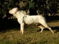 /album/fotogaleria-inicio/dogue-argentin-jpg/